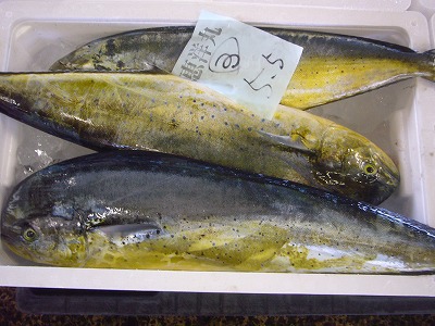 2016.8.20 酒田魚市場