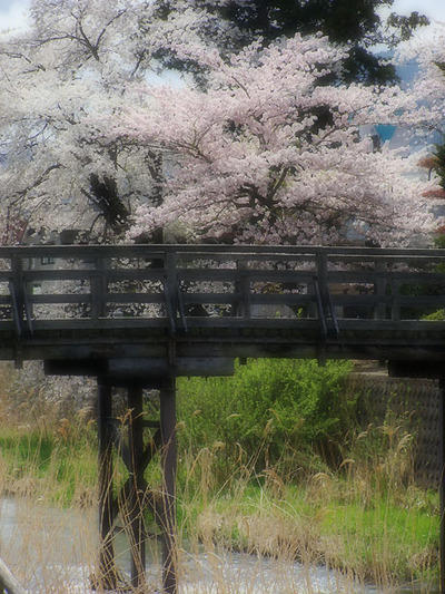 ☆長生橋と桜☆