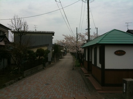 桜並木道