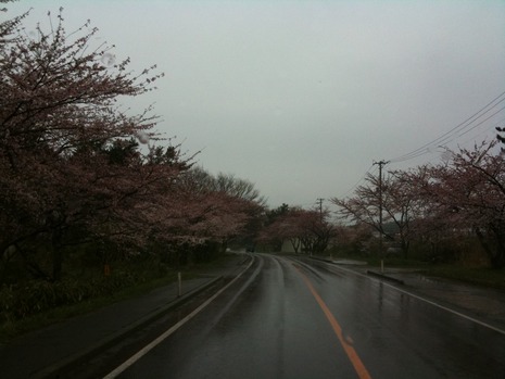 桜並木道