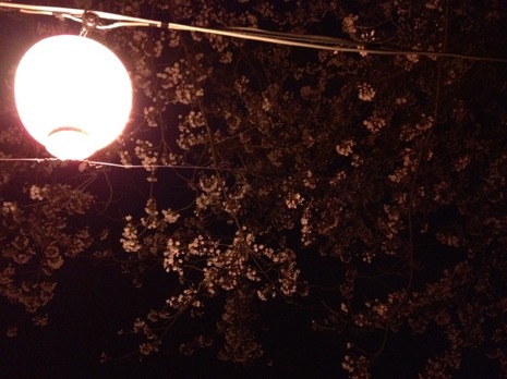 夜桜