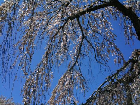 しだれ桜