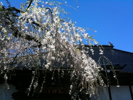 しだれ桜