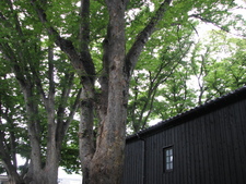 山居倉庫