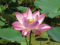 お盆