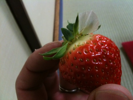 イチゴの花?