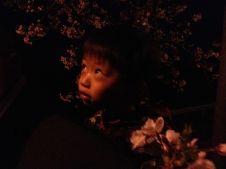 夜桜