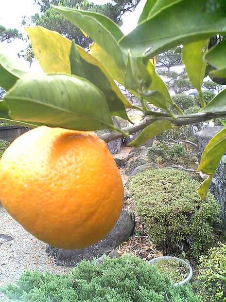 みかんって…