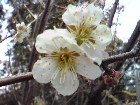 桜はまだかいな…