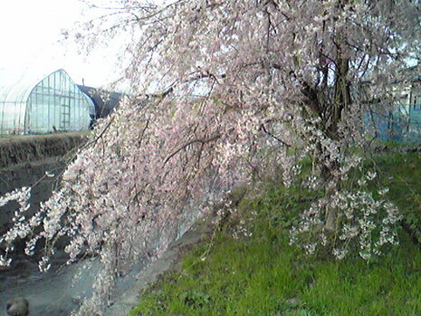 続・さくら~♪さくら~♪