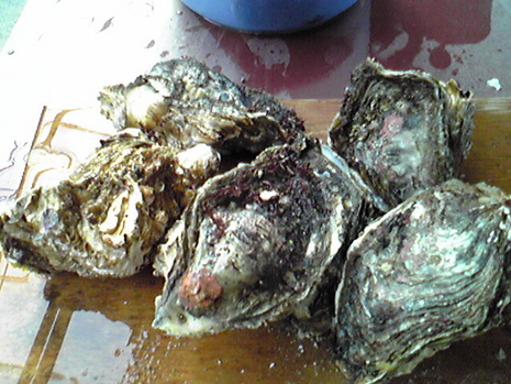 岩牡蠣