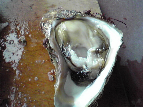 岩牡蠣