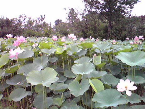 蓮の花