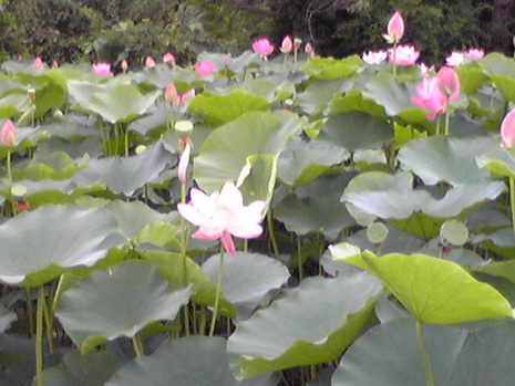蓮の花