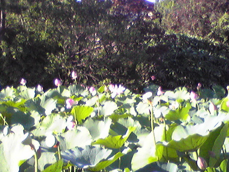 蓮の花
