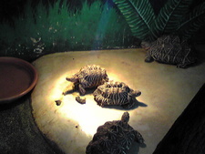 大森山動物園