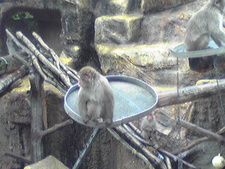 大森山動物園