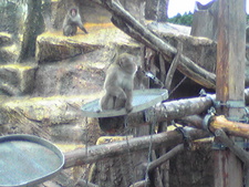 大森山動物園