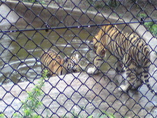 大森山動物園