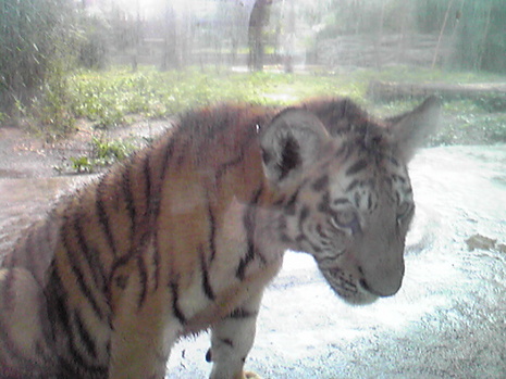 大森山動物園