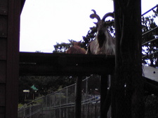 大森山動物園