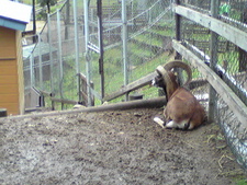 大森山動物園