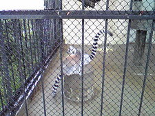続・大森山動物園