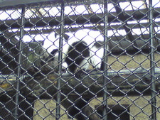 続・大森山動物園