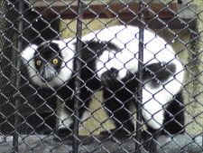 続・大森山動物園