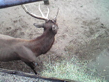 続・大森山動物園