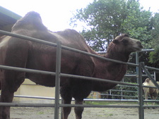 続・大森山動物園
