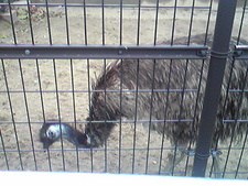 続・大森山動物園