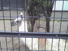 続・大森山動物園