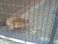 続・大森山動物園