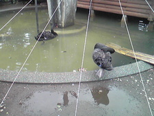 続・大森山動物園