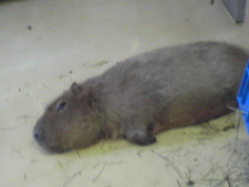 続・大森山動物園