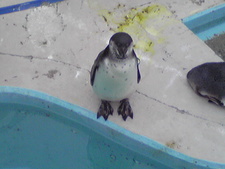 続・大森山動物園