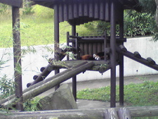 続・大森山動物園