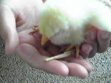 続・大森山動物園