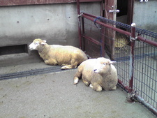続・大森山動物園