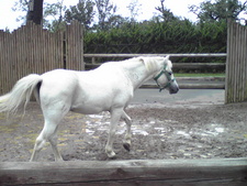 続・大森山動物園