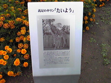 続・大森山動物園