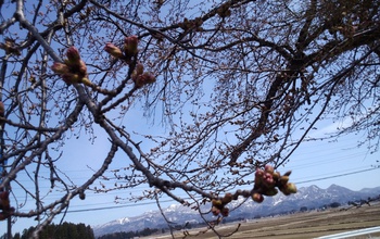 徳良湖の、桜は、つぼみが膨らんできました。チラホラ咲いても、いますよー