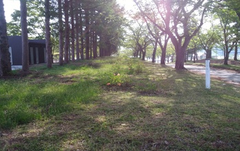 今朝のはながさの丘　　徳良湖周りの、いぬつつじ　咲き始め！