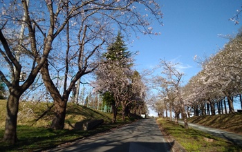 こつこつ　頑張ります。徳良湖の桜咲いてくれました。