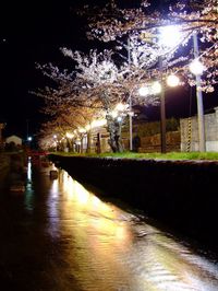 八面川夜桜見物♪
