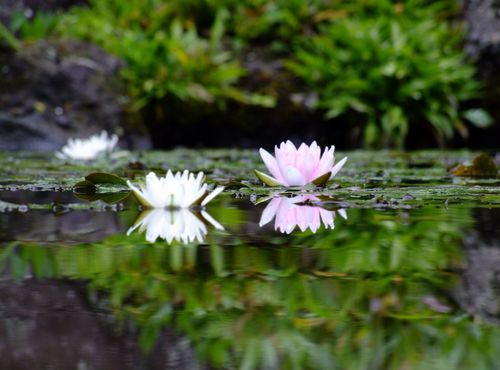 雨の合間の玉川寺