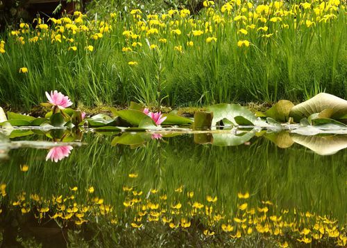 大手門と蓮の花♪