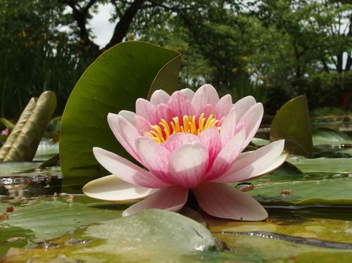 大手門と蓮の花♪