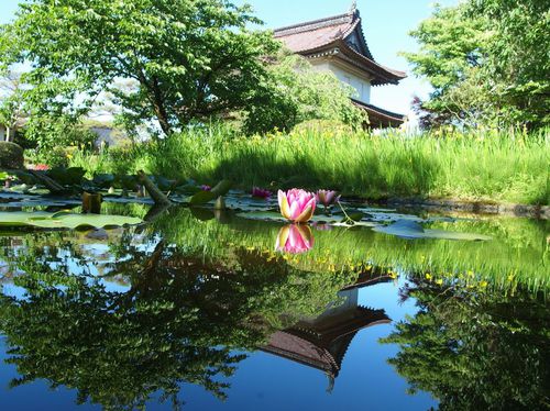 松山城の睡蓮♪